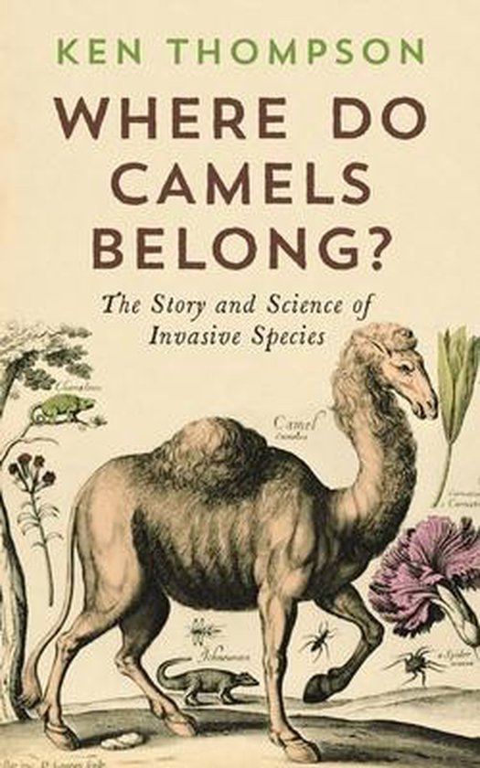 Where Do Camels Belong?